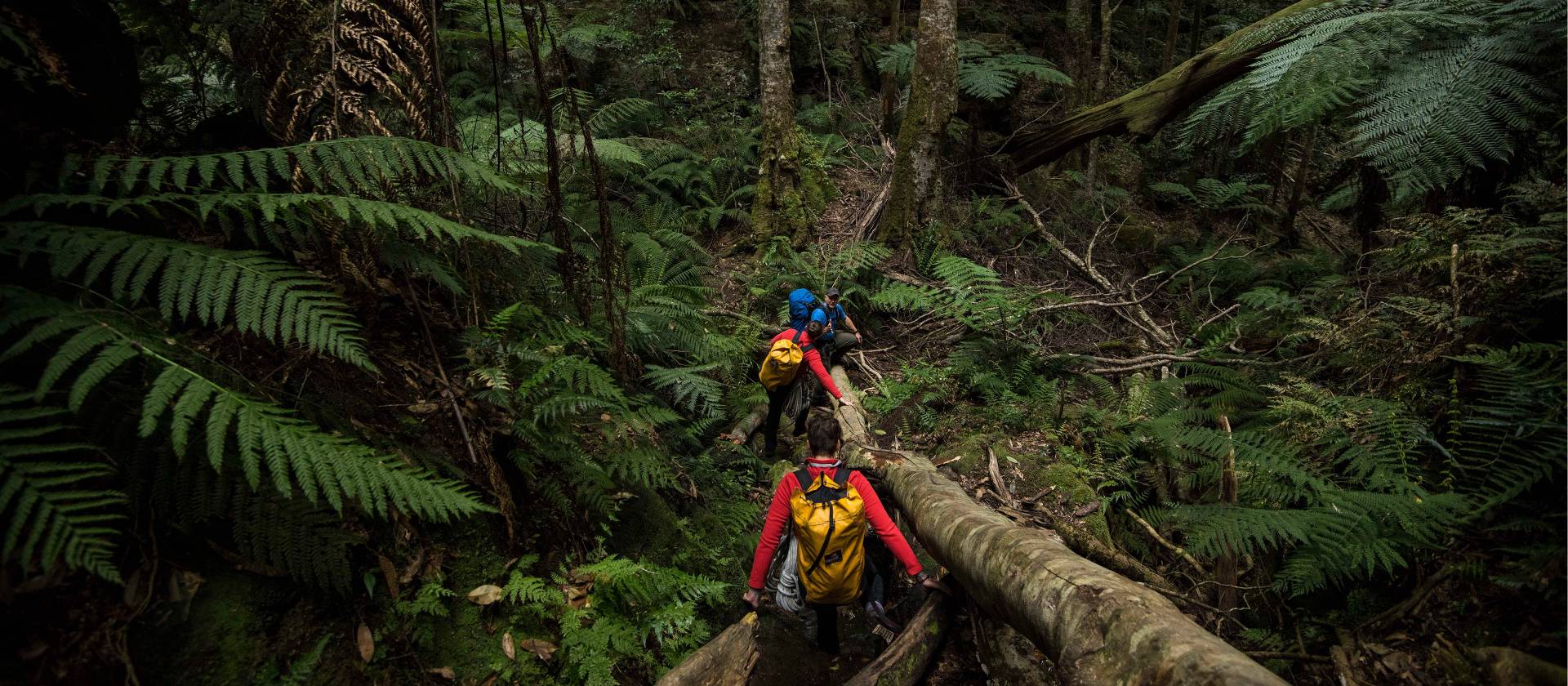 Entering the temperate rainforest on route to Bowens Creek Canyon | Wolter Peeters | SMH