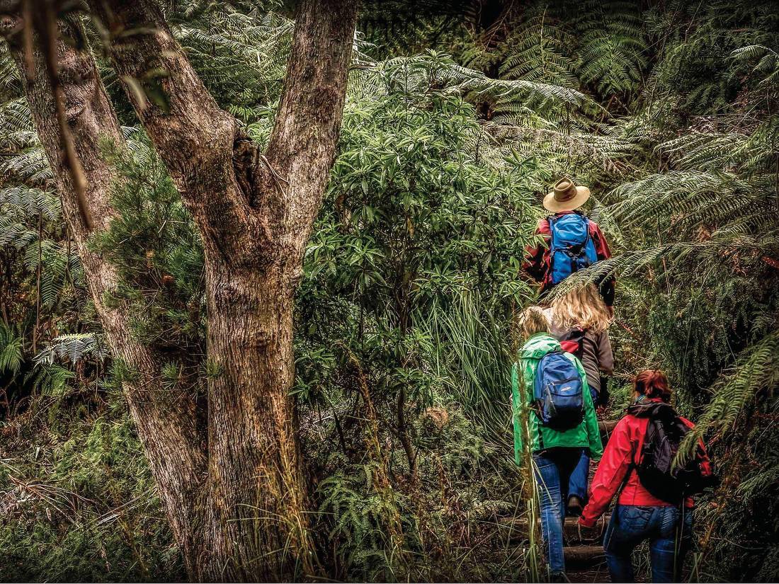 The Blue Mountains has a great variety of bush walks to suit everyone's fitness abilities |  <i>David Hill</i>