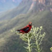 Crimson Rosella spotted at Evans Lookout |  <i>Angela Parajo</i>