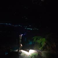 Walking at night is a pleasure made 100-fold by the glow worms | Harriet Negus