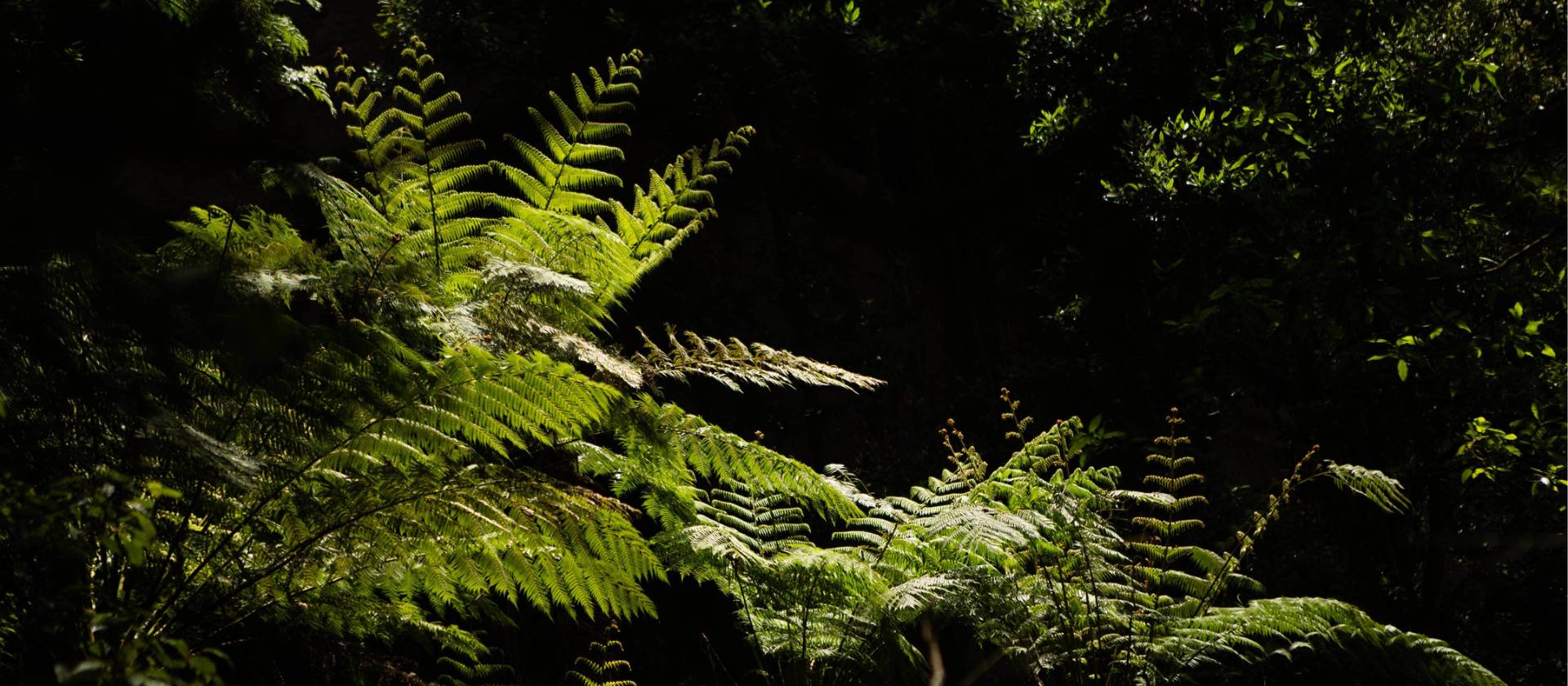 Immerse yourself in the lush greenery of the Grand Canyon Walk | Jannice Banks