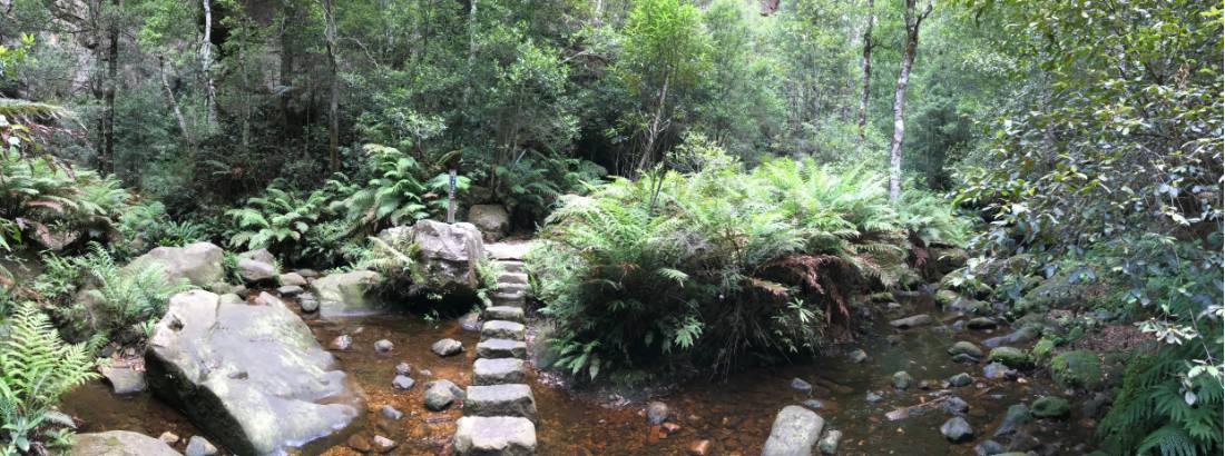 Enjoy the lush greenery of this classic Blue Mountains walk |  <i>Andy Mein</i>
