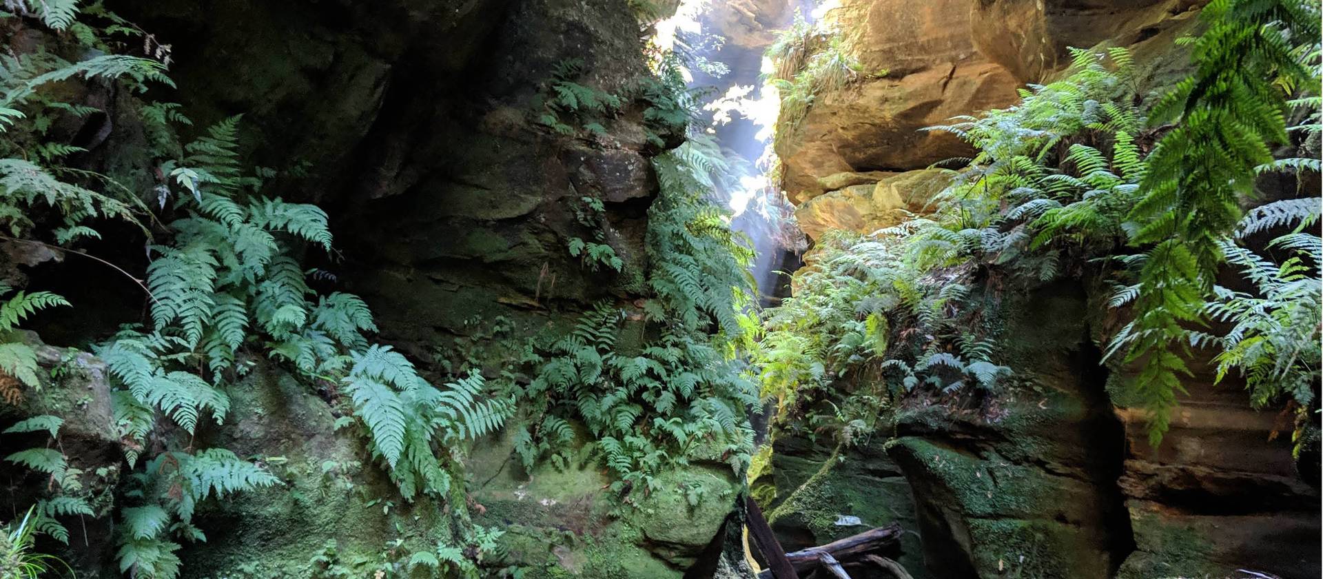 The lush greenery of Hat Hill Canyon | Andrew Pope