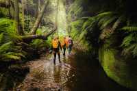 This canyon offers a good mix of rainforest walking and tight constrictions |  Dale Martin