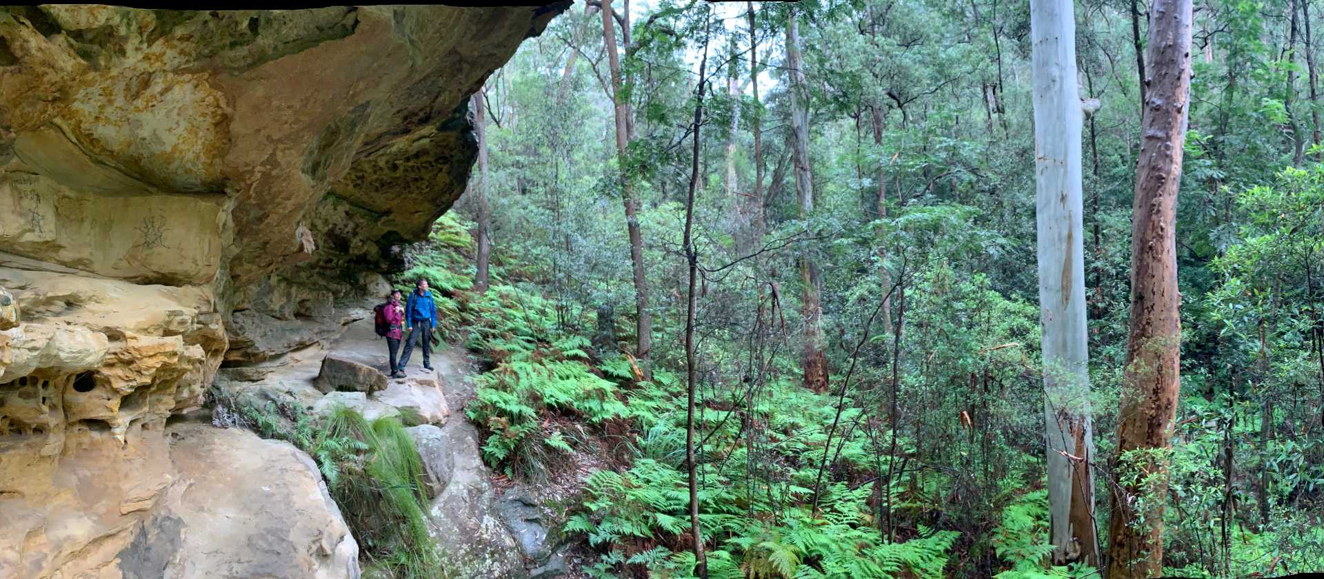 Exploring the lush rainforest gullies of the Blue Mountains | Michael Buggy