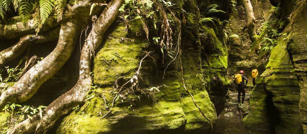 Nature showing off its intense greenery in Whungee Wheengee Canyon | Juri Hemmi