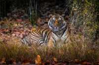 Bengal tiger |  Richard I'Anson